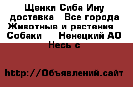 Щенки Сиба Ину доставка - Все города Животные и растения » Собаки   . Ненецкий АО,Несь с.